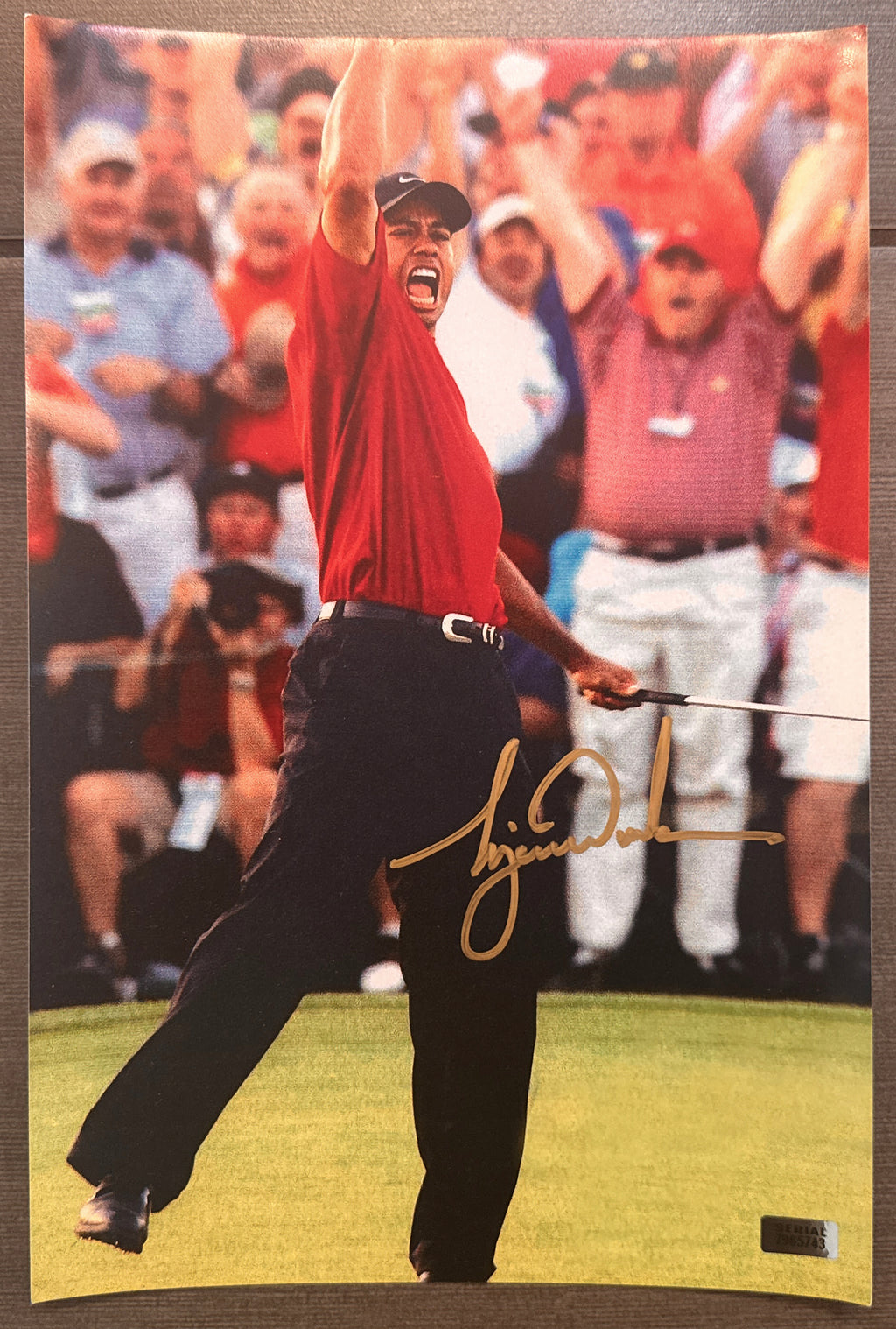 An autographed photo poster of PGA golfer, Tiger Woods. Signed photo in gold rookie auto 2001 ink signatures. Photograph UDA Tiger Woods autographs for sale on 8x12 inch picture.
